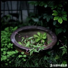 春中喜王九相尋 / 晚春