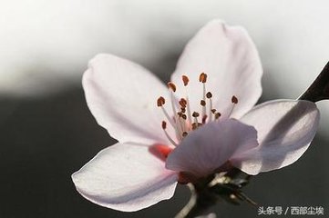 杏花天·看花隨柳湖邊去