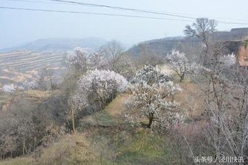 花前有感，兼呈崔相公、劉郎中