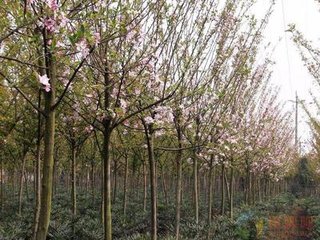 奉和真宗御製后苑雜花海棠