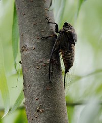 開(kāi)成二年夏聞新蟬贈(zèng)夢(mèng)得