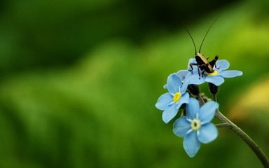 使東川。清明日