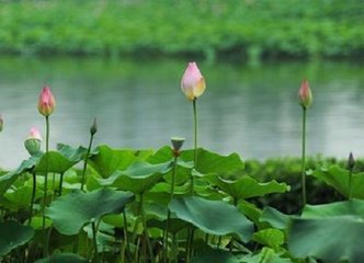 三日曲水侍宴應制