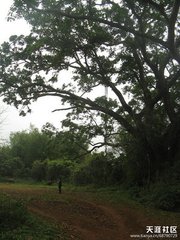 三月二十日開(kāi)園三首