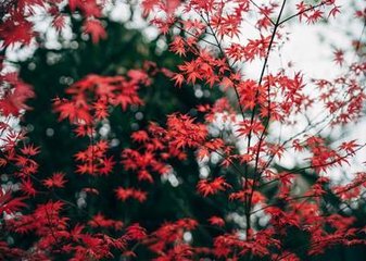 風入松·聽風聽雨過清明