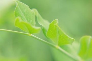 立夏后熟甚既而楝花風(fēng)作極寒