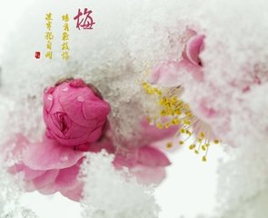 春雪間早梅