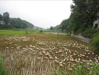 夏日寄高洗馬