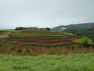 和東川李相公慈竹十二韻（次本韻）