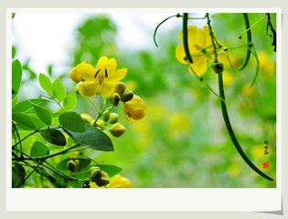 清平樂·野花芳草