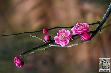 浣溪沙·琴川慧日寺蠟梅