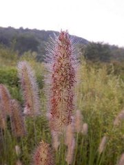 赴杭州重宿棣華驛，見(jiàn)楊八舊詩(shī)，感題一絕