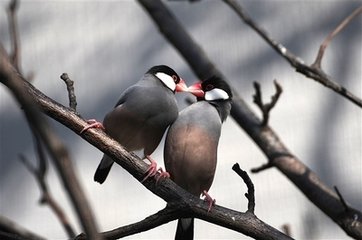 措魚兒（送王子文知太平州）