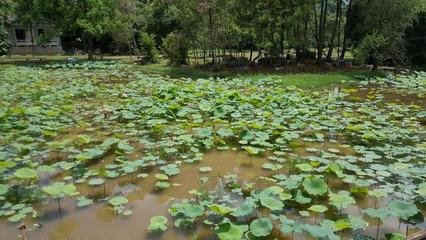 柳州二月榕葉落盡偶題