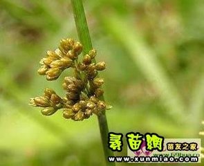 燈心草