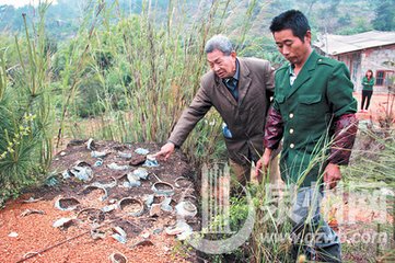 惠安賴惟允汝恭乞崇清老椿芳桂四大字為賦二