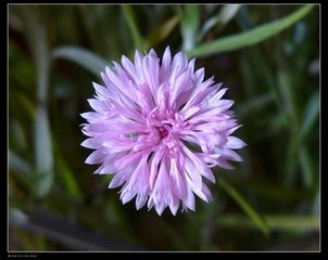 重陽前一日大風(fēng)雨