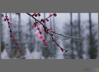 離江城遇雪