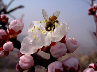 下邽莊南桃花