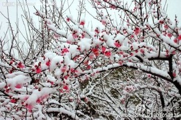 和蔣無退詠雪