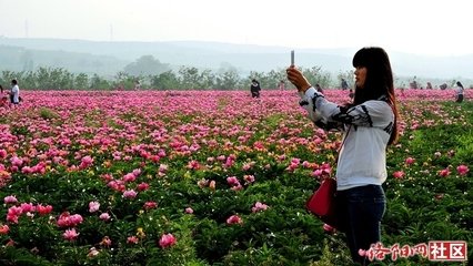 郭因芍藥洛中本