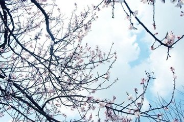 鷓鴣天·帝里風(fēng)光別是天