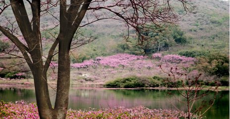 溧陽桃花