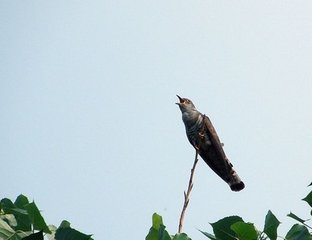 稼村詩帖