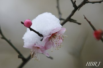 無悶·催雪