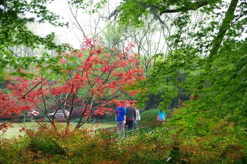 孤山桃花二首