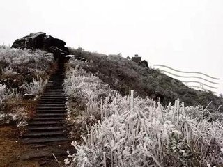 端鶴仙（海棠）