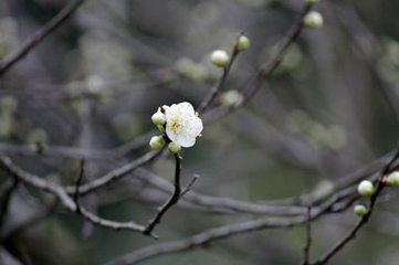 東風(fēng)第一枝（探梅）