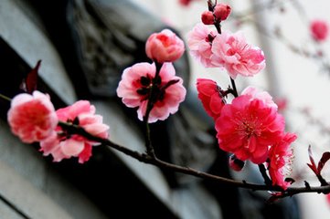 朝中措（丙午立春大雪，是歲十二月九日丑時(shí)立春）