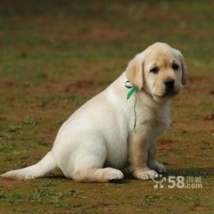 家有小園比他處果蓏倍登或問鄭子何術(shù)致此告