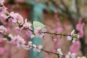 謁金門（風(fēng)乍起，約巽吾同賦海棠）