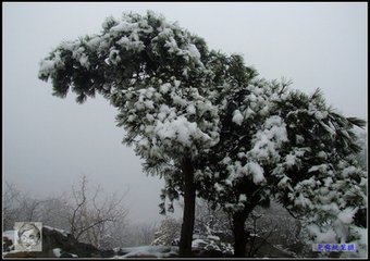 清明前十日大雪二首