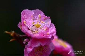 雨后道間見紅梅