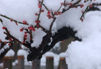 庚午臘中苦寒不雪不雪嶺南之常而苦寒為希有