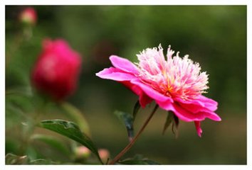 昭慶寺看芍藥