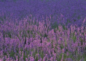 朝中措·年時(shí)生日宴高堂