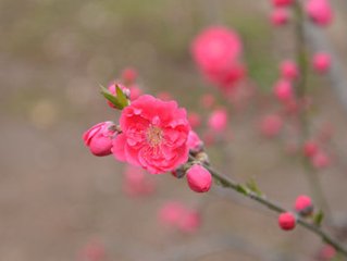 菩薩蠻·風前覓得梅花句