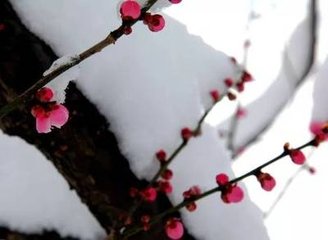 浣溪沙（初春泛舟，時北山積雪盈尺，而水南梅林盛開）