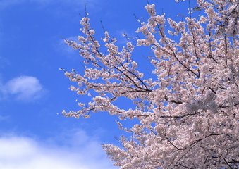 秋霽（云麓園長(zhǎng)橋）