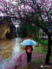 春雨不聞百舌