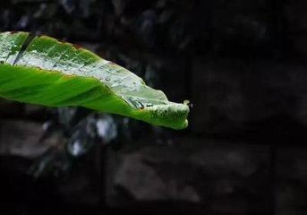 宿煙含白露