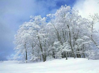 和太傅平章賈魏公咸淳庚午冬大雪遺安撫潛侍