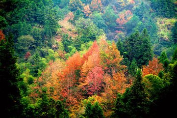 一叢花（和張子野）