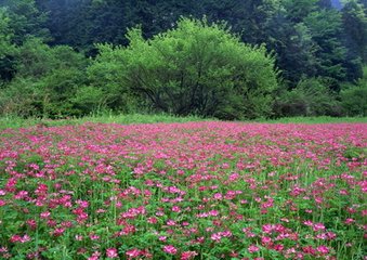 惜秋華（八日飛翼樓登高）