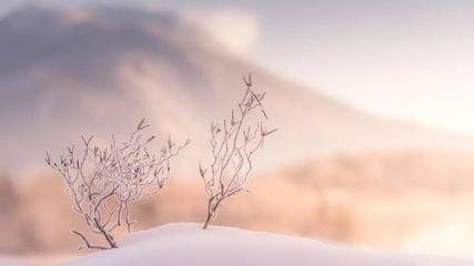 立春日雪