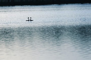 杏花天影·綠絲低拂鴛鴦浦